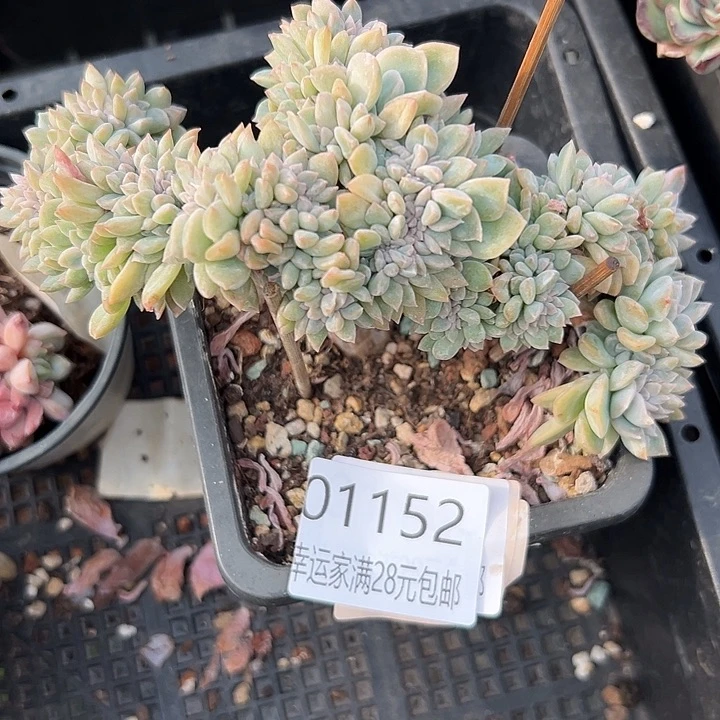 幸运的人会遇到你喜欢你