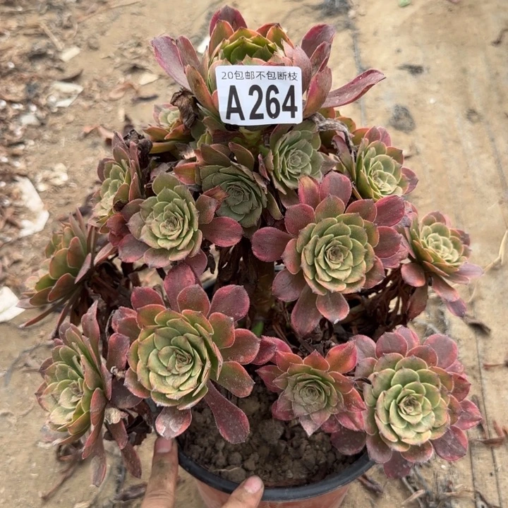 烟花……多肉植物……