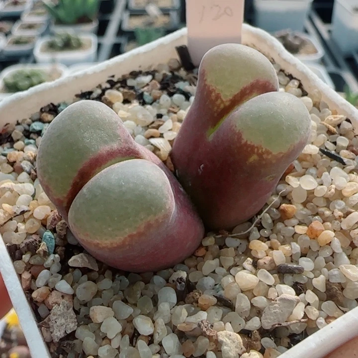 多肉植物双节清货22号