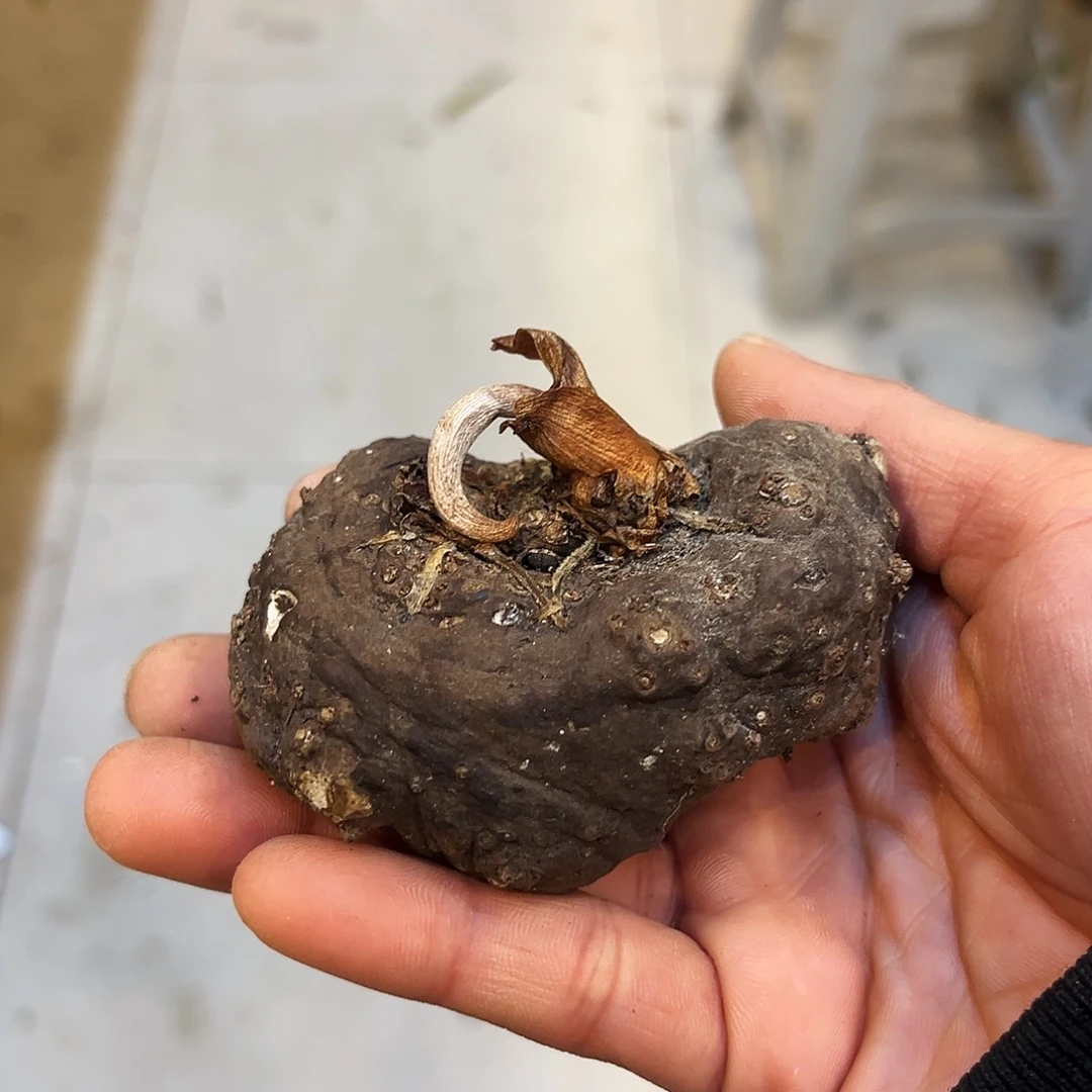 S***.巫古百合送土1号