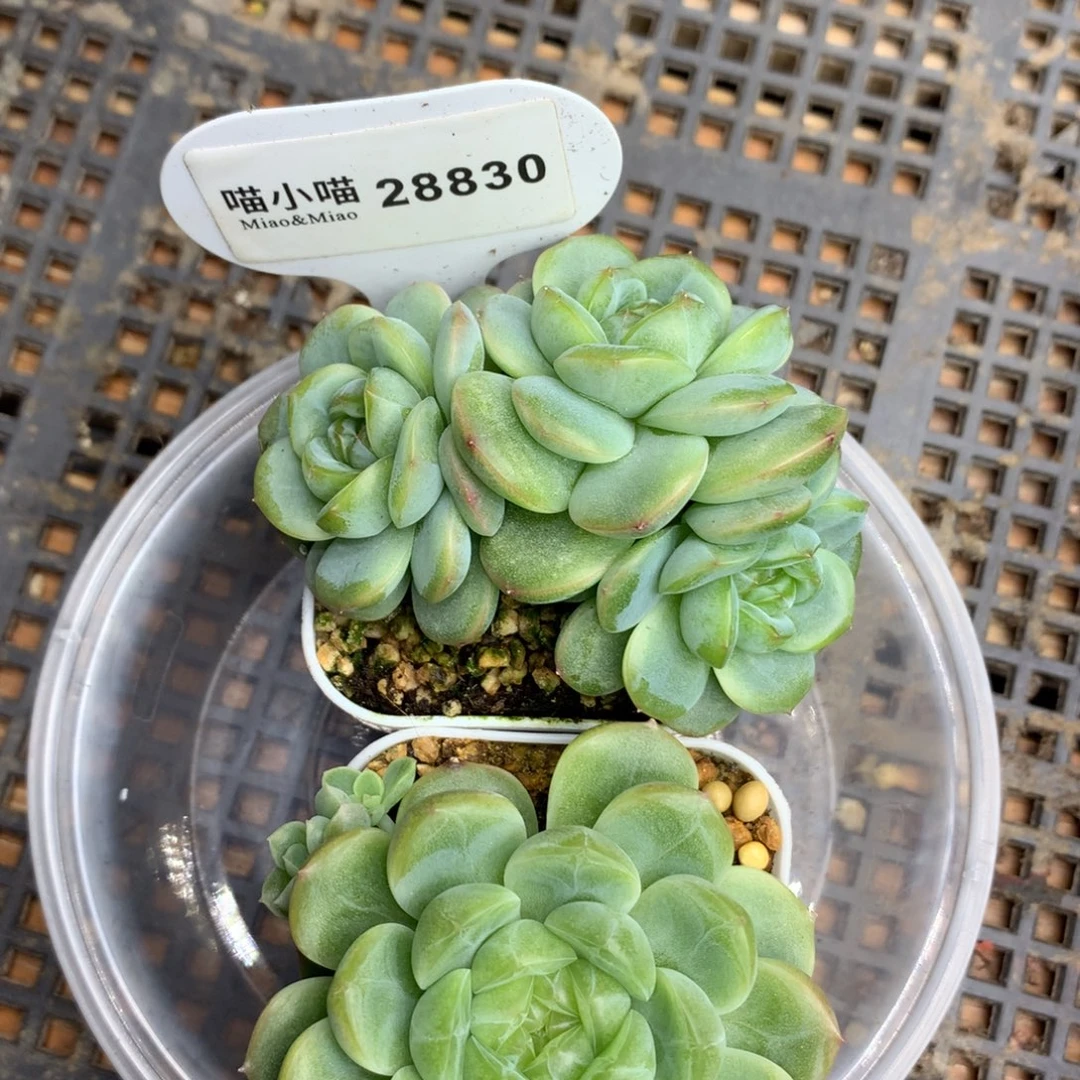 长***坊多肉植物杂交珍妮