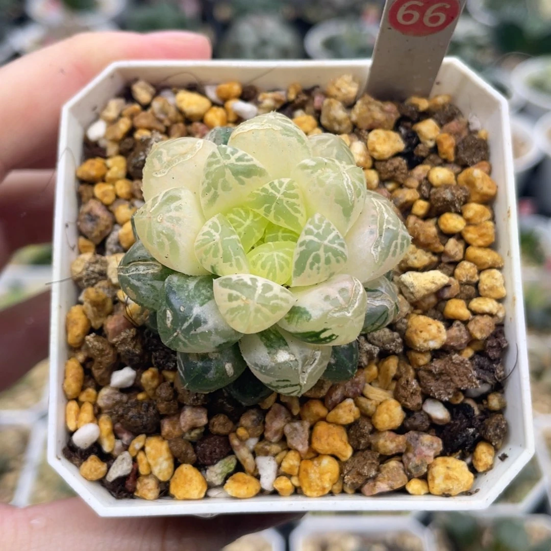 小蔡的菜园 66 塑料皮糊斑