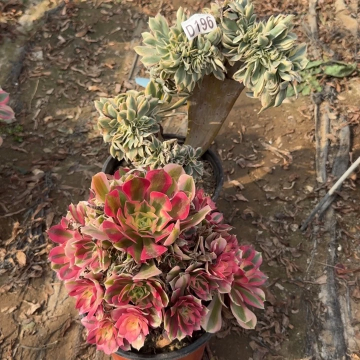196号……2颗……多肉植物……