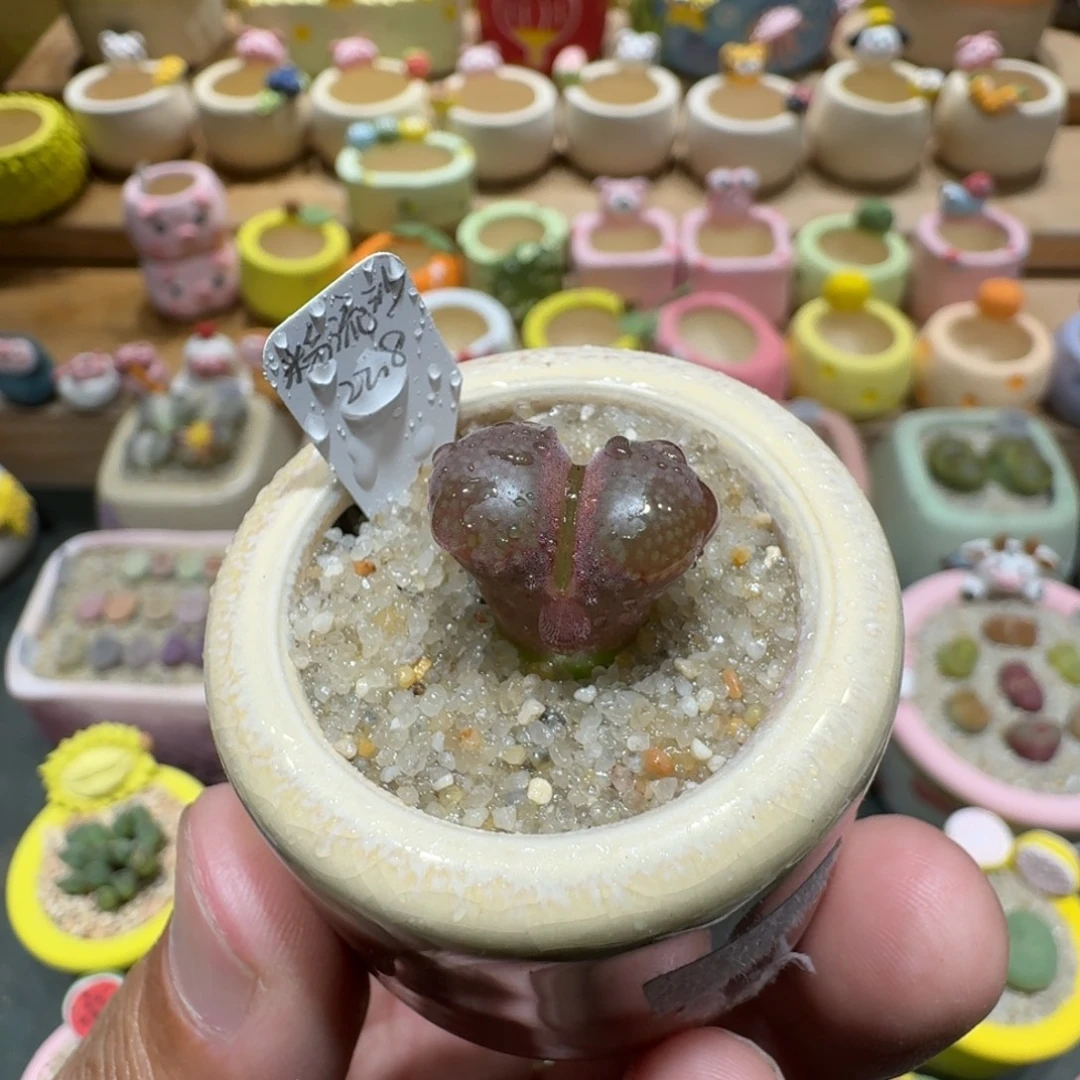 蘑菇1084粉流沙多肉植物