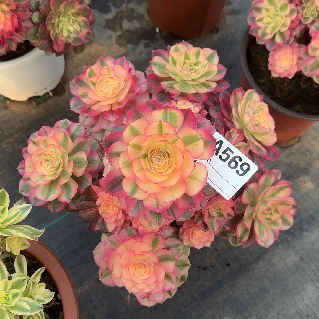 倾城多肉法师a569