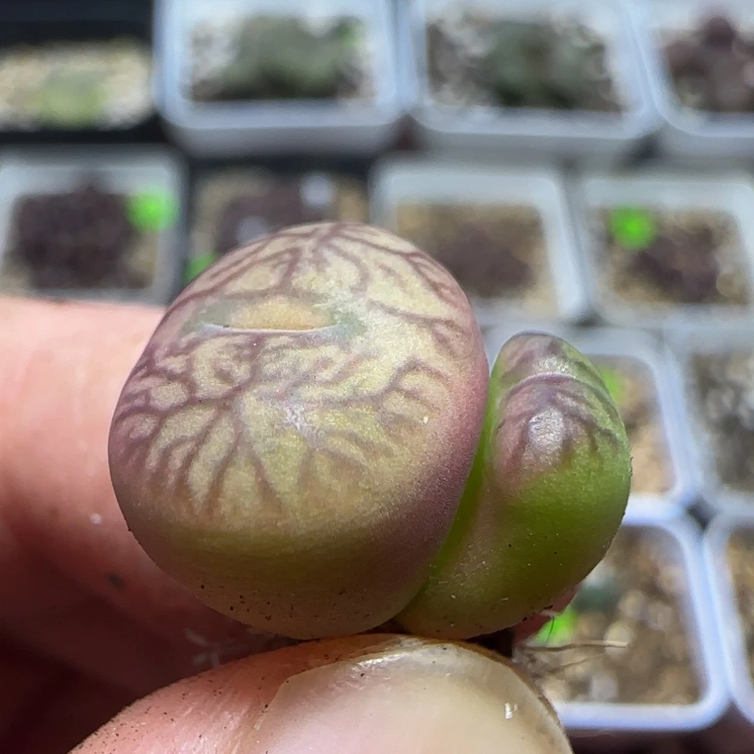 杂交漂亮多肉植物77
