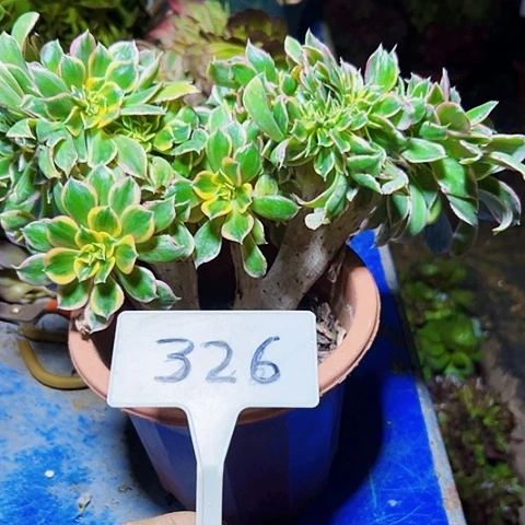 多肉植物灿烂缀花