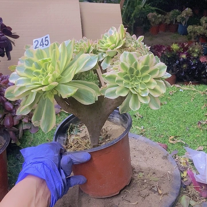 245颜宁老庄缀化老板子法师