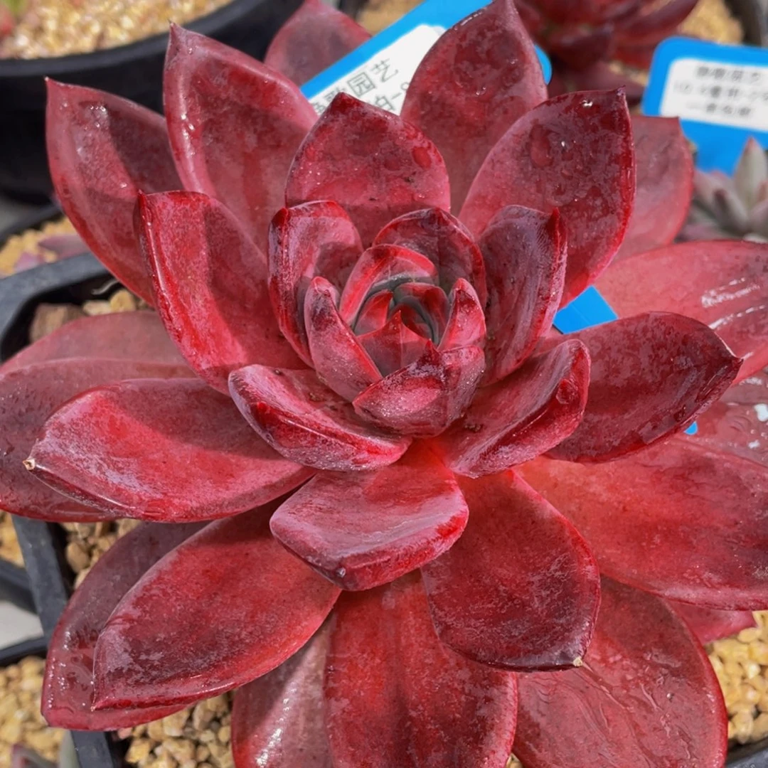 1004-8-红糖卡母本大单头一颗