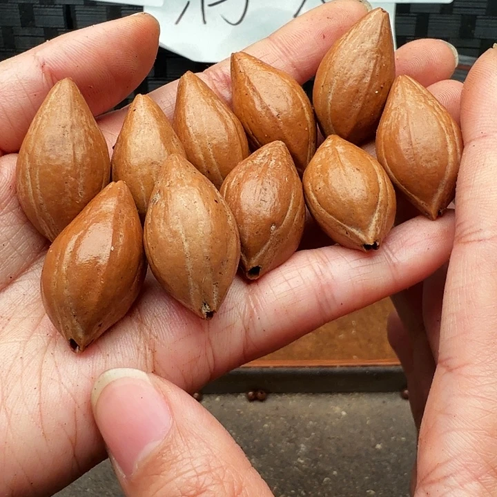 橄榄核手串/手链橄榄