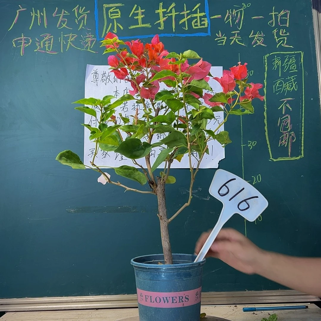 当前无花栽培后可以开花暗斑夕阳红 粗杆 616