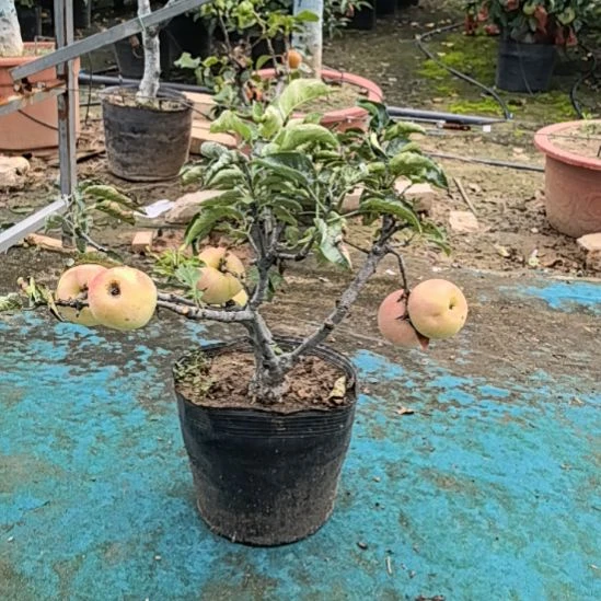 无花朵小盆景苹果盆栽
