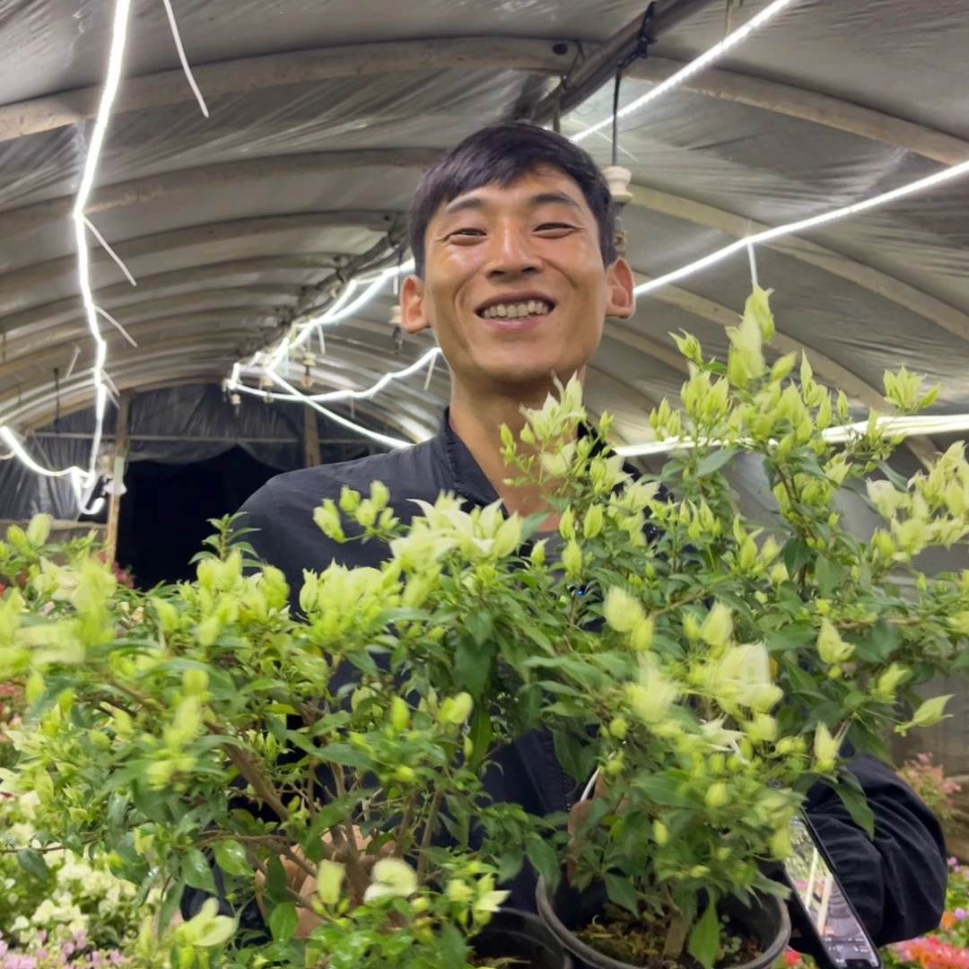 完全开放（棉兰白）三角梅会落花落叶会光杆苗有大有小