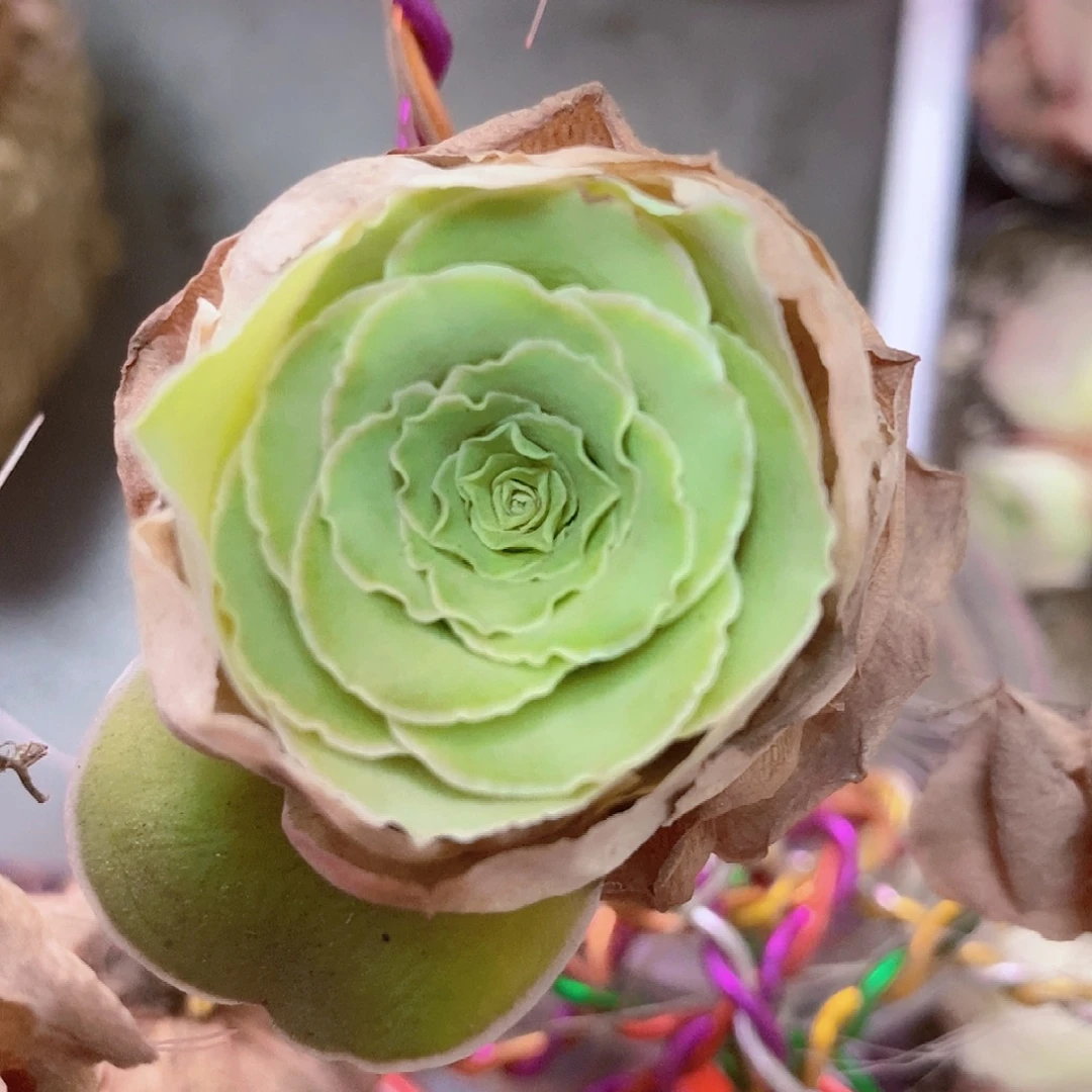 蕾丝单个一物一拍007