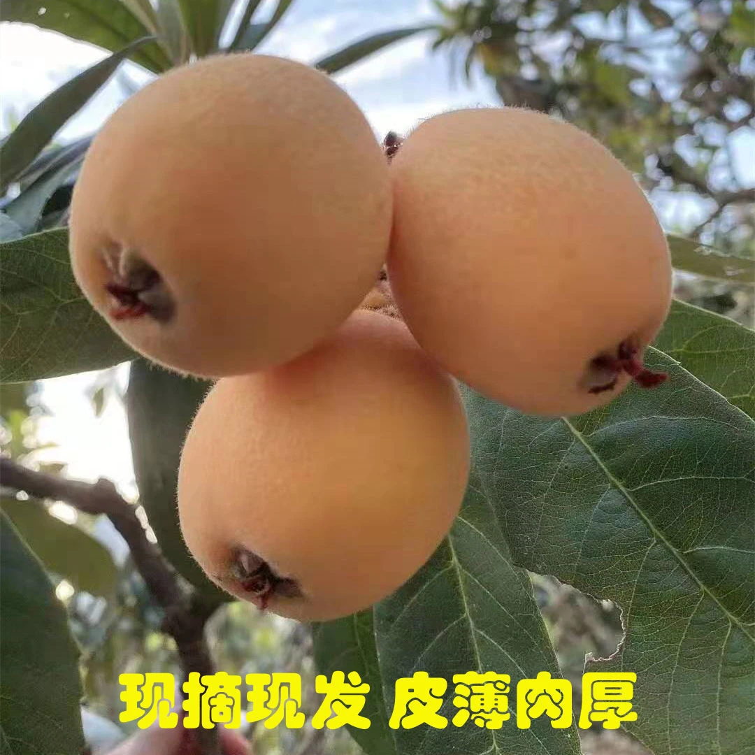 莆田高山枇杷当季新鲜大果孕妇儿童水果自然熟农家果园枇杷礼盒装