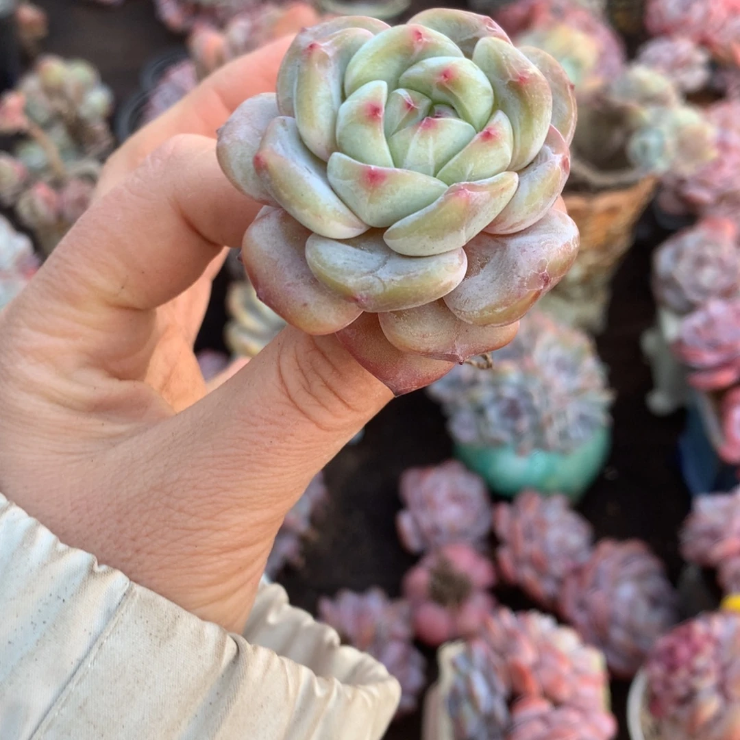 哈哈哈哈哈哈哈哈哈石榴籽