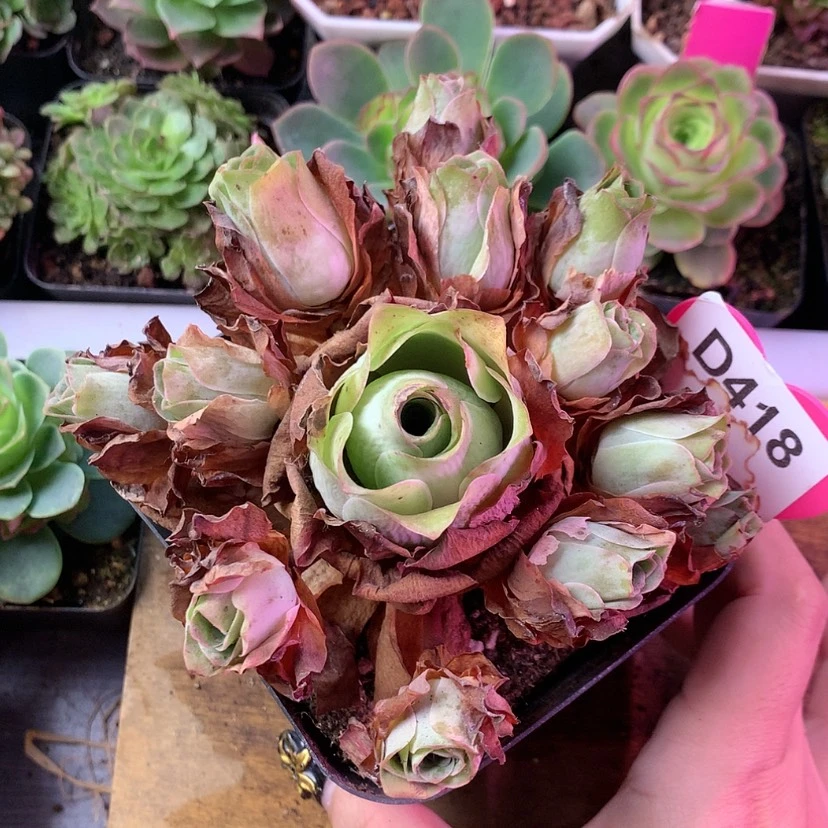 【闪购商品】老桩418