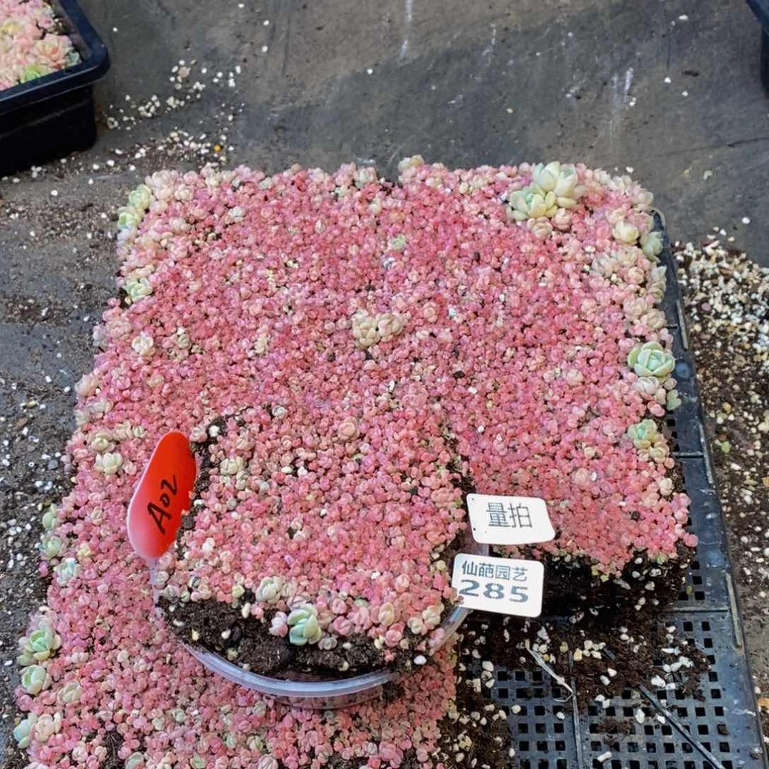 285的人在一起量拍一盒