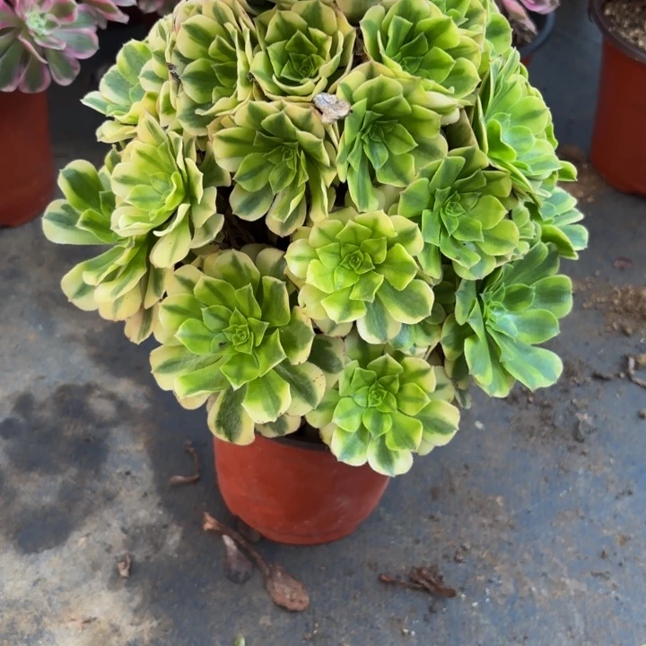 瑞妈多肉园艺757金丝翡翠