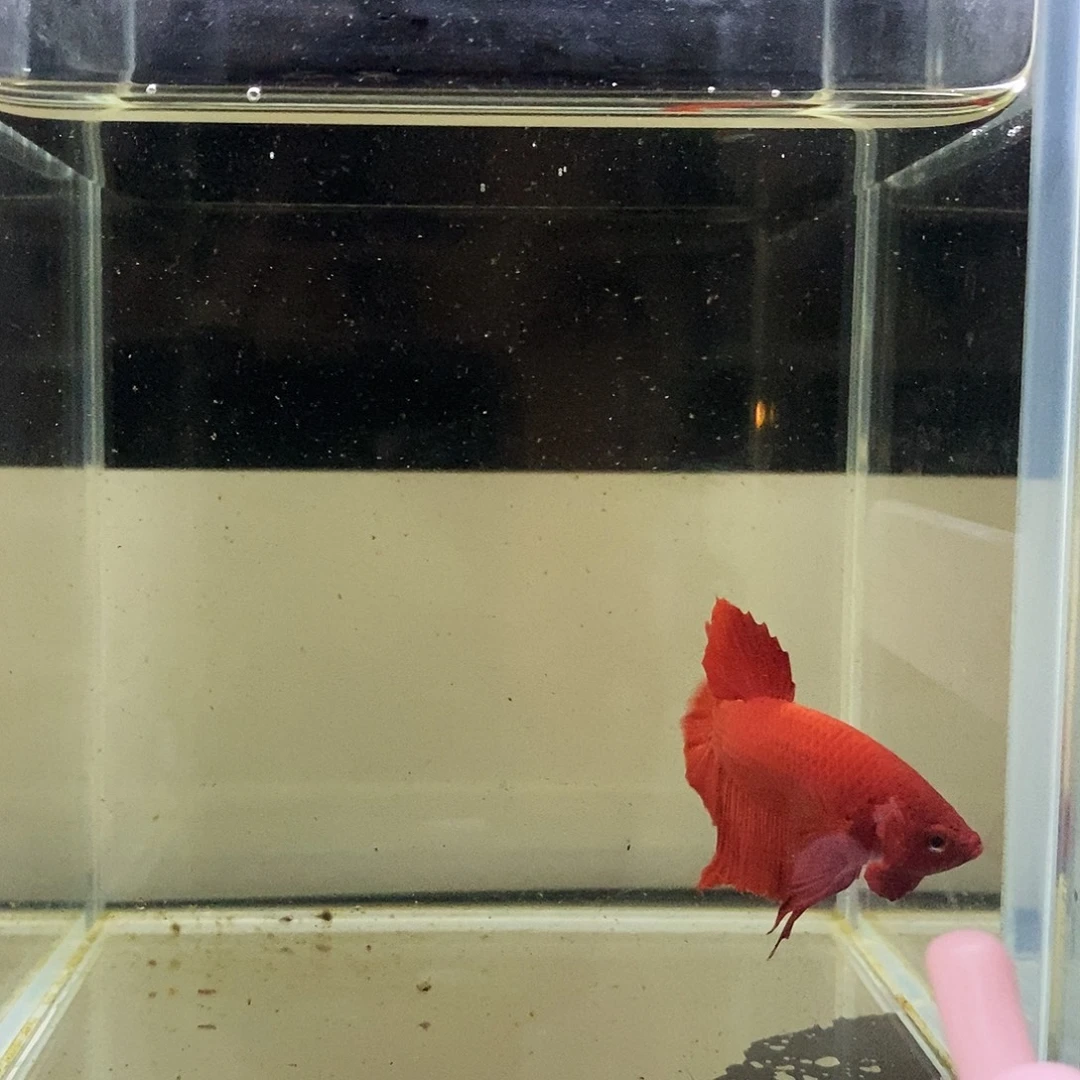 海水鱼172172172172172172