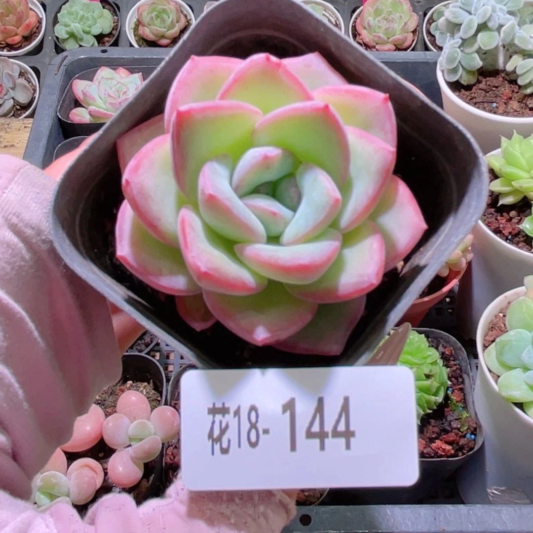 花利美18-144草莓泡芙