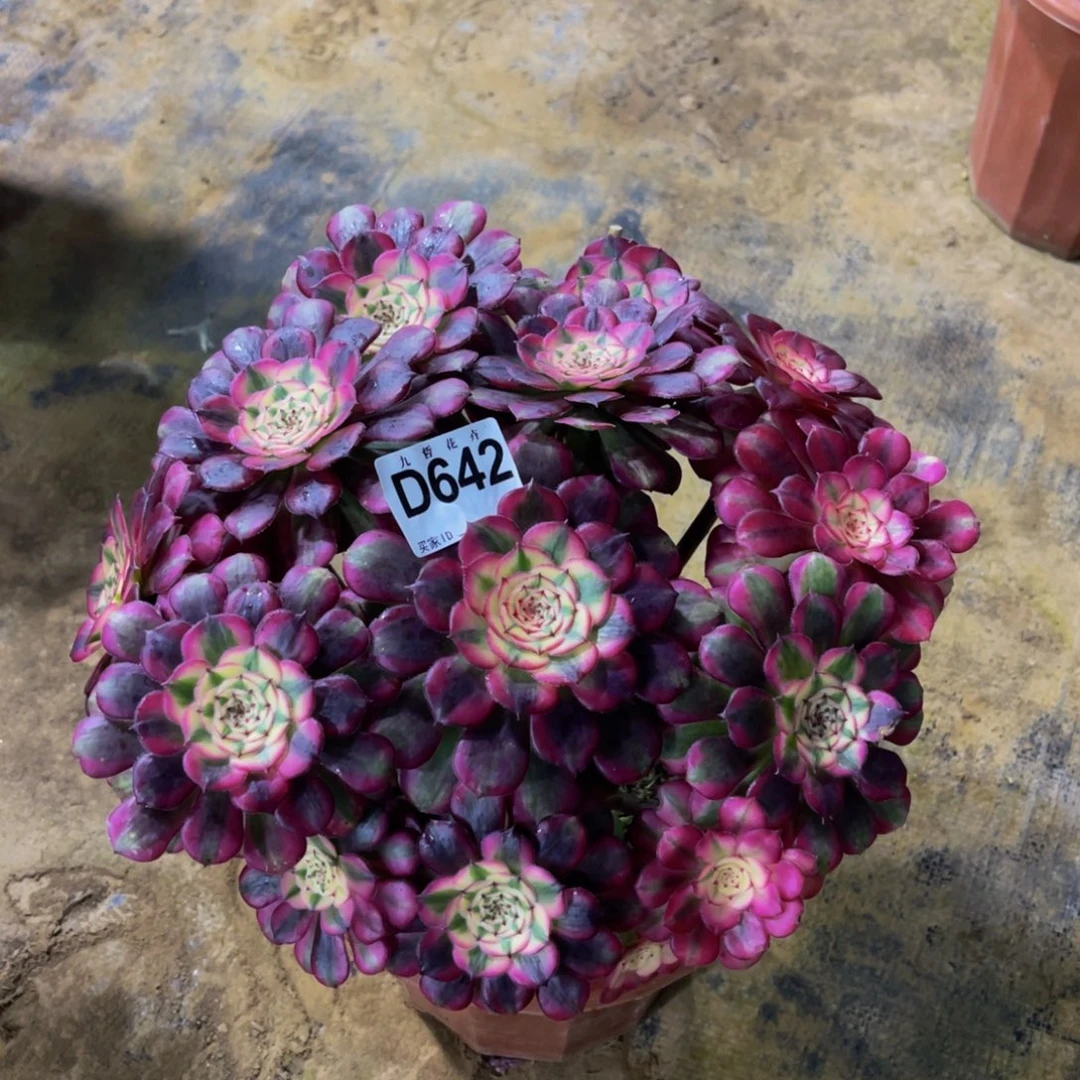 64200霁月福利可以拍