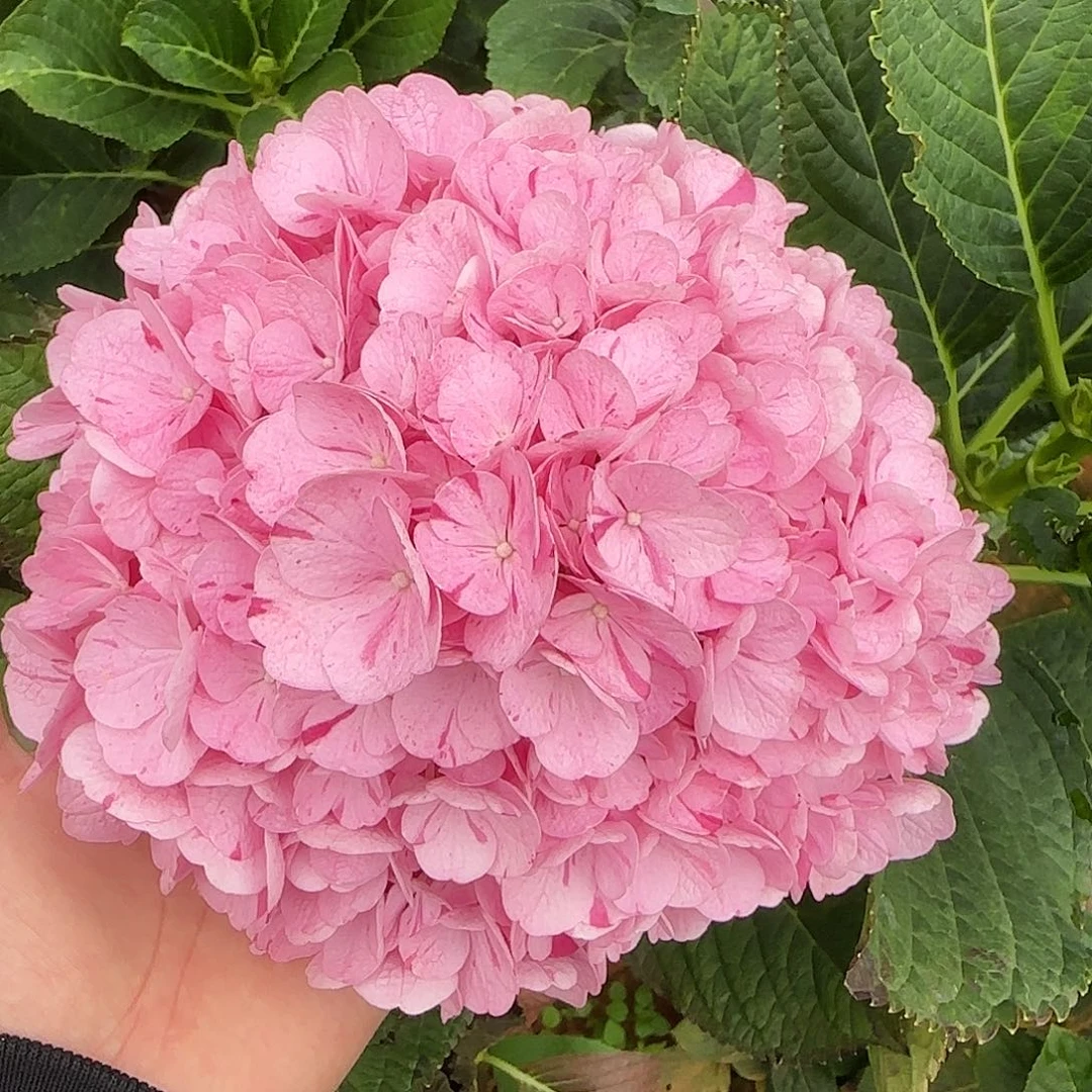 绣球切花一物一拍3枝起包邮，102