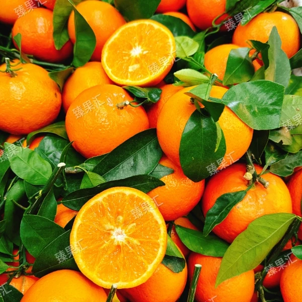 【臻果汇】鹅蛋柑5斤净 产地云南 香甜爆汁 顺丰包邮