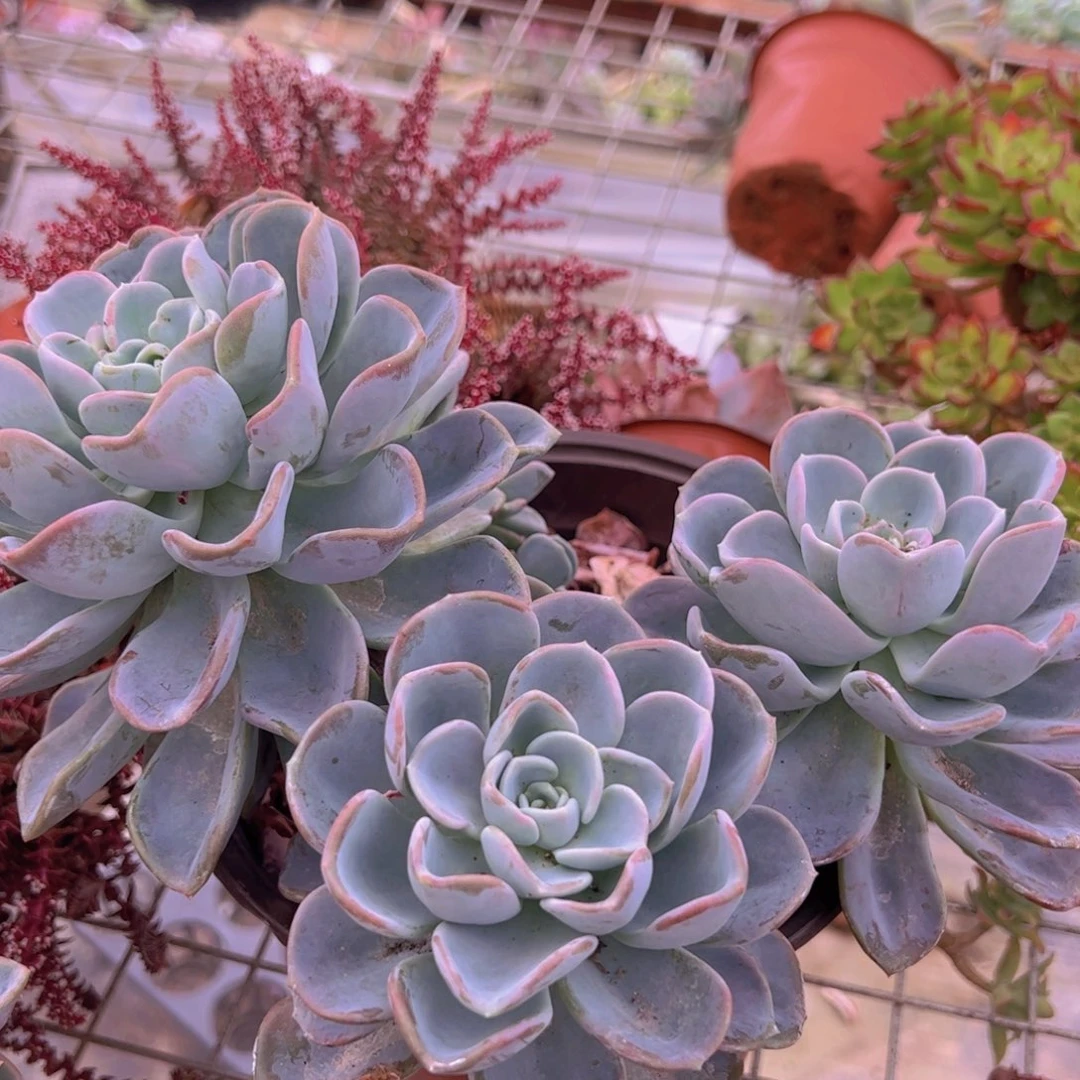 美尻大双头带仔，230杯