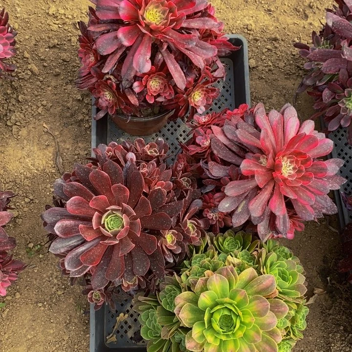 13039号4颗法师组合