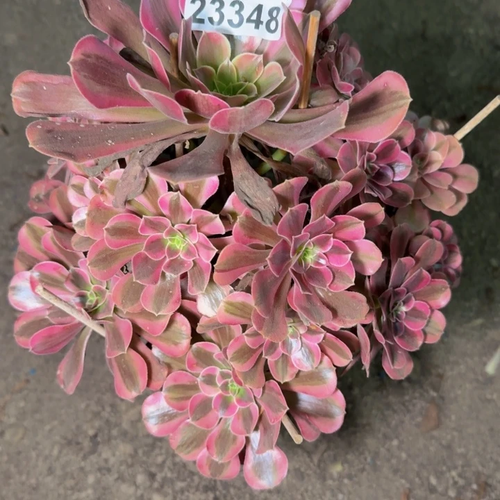 23348南美杜莎多肉植物
