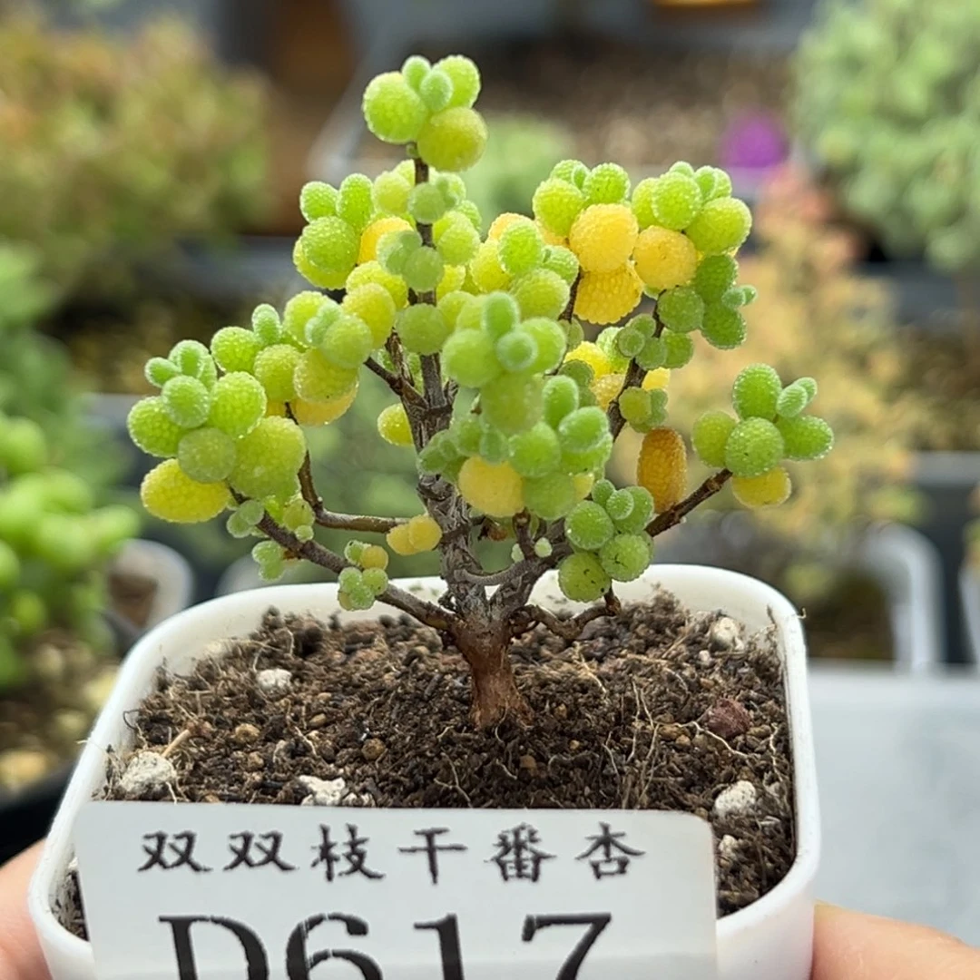 617金桔