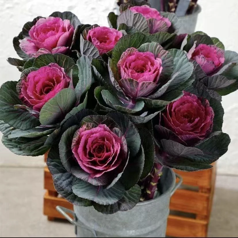 多年生盆景（羽衣甘蓝）古桩造型多头棒棒糖造型耐寒耐冻