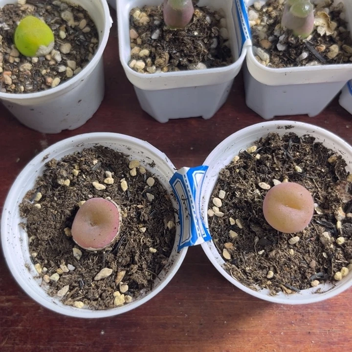 324 空卡多肉植物