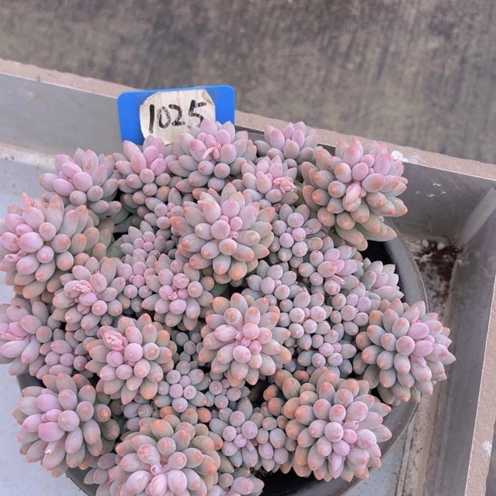 m****o健健康康平平安安