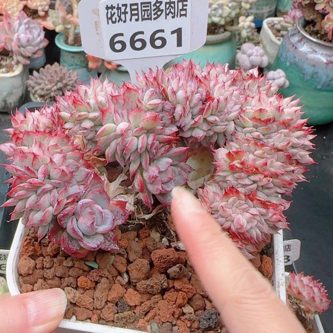 妞*多肉植物6661绿龙缀化