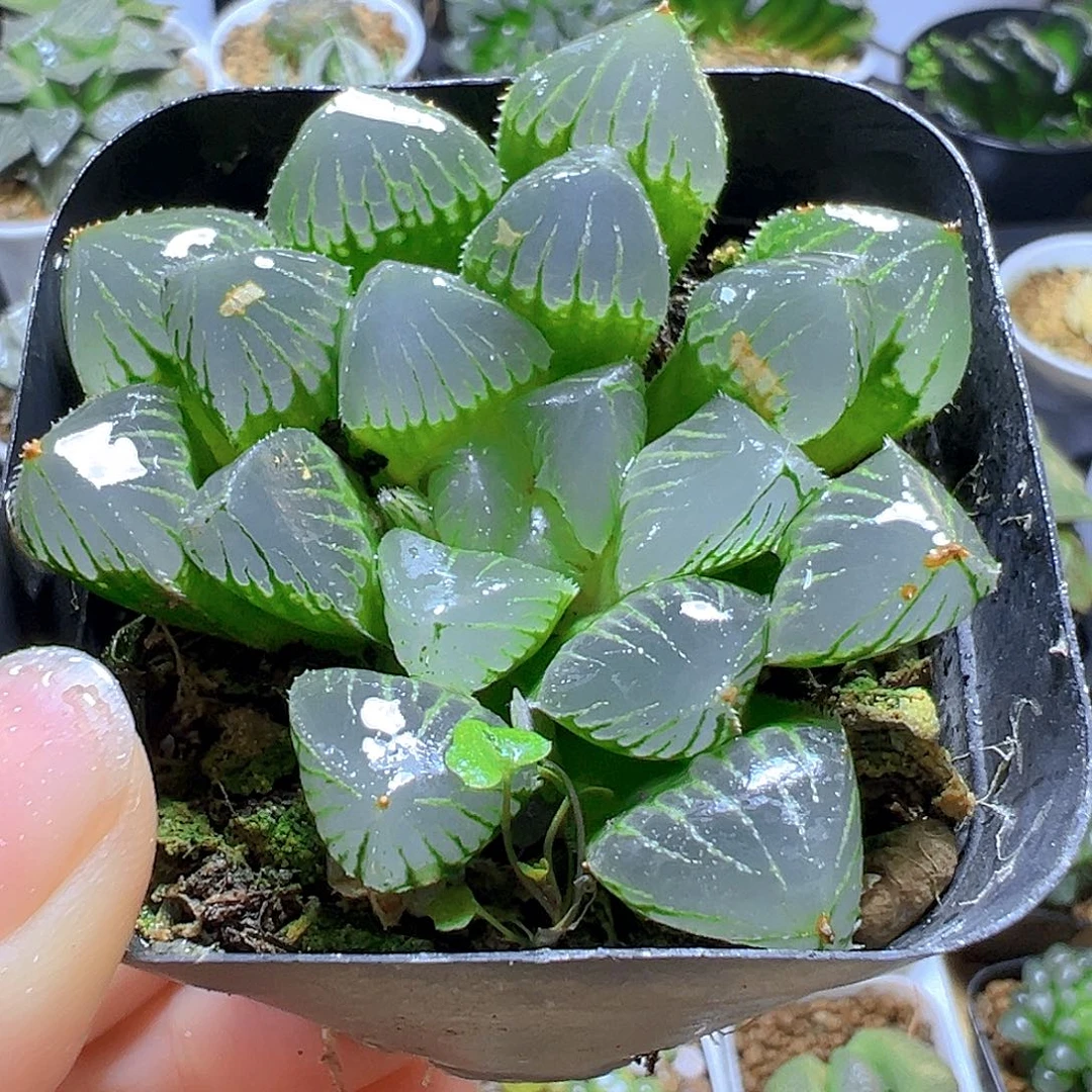 糯玉露多肉多肉多肉1