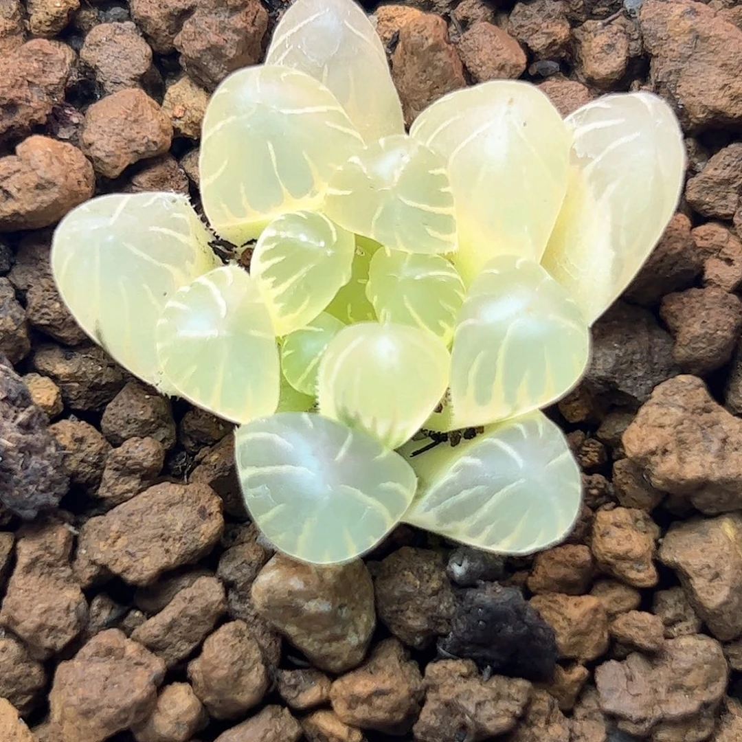 麦***麦糊斑冰灯锦十二卷多肉
