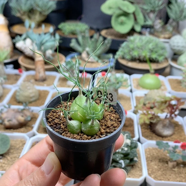 泰迪海葱母本带盆