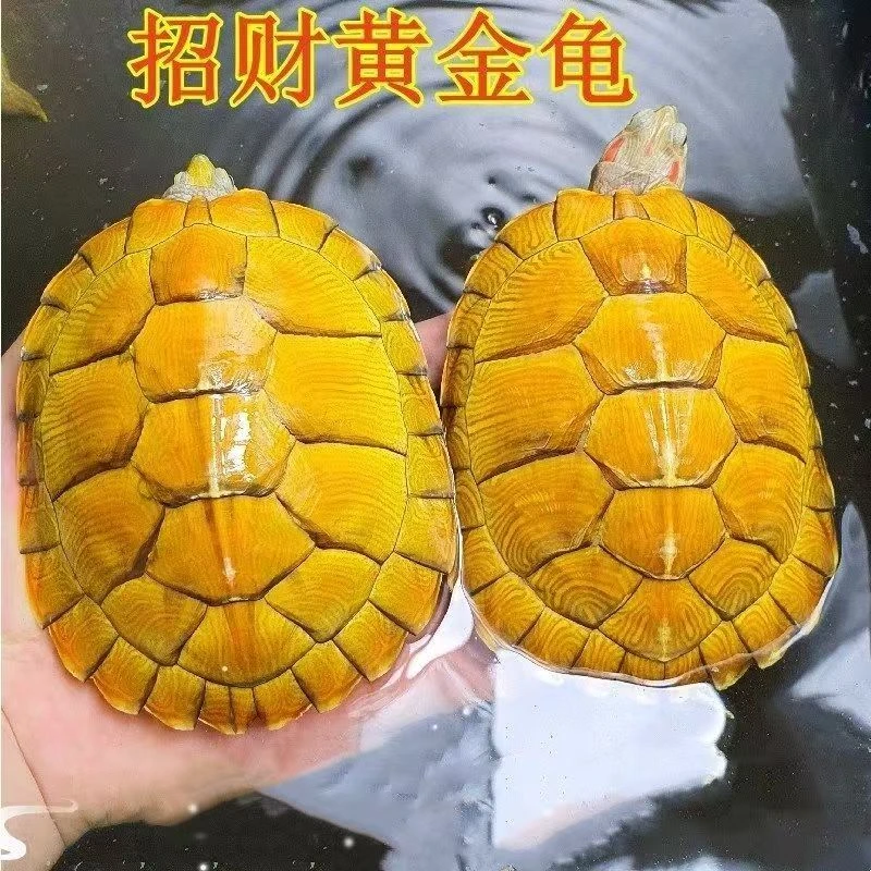 【招财黄金龟】黄金巴西龟宠物龟外塘招财龟情侣龟乌龟金钱龟