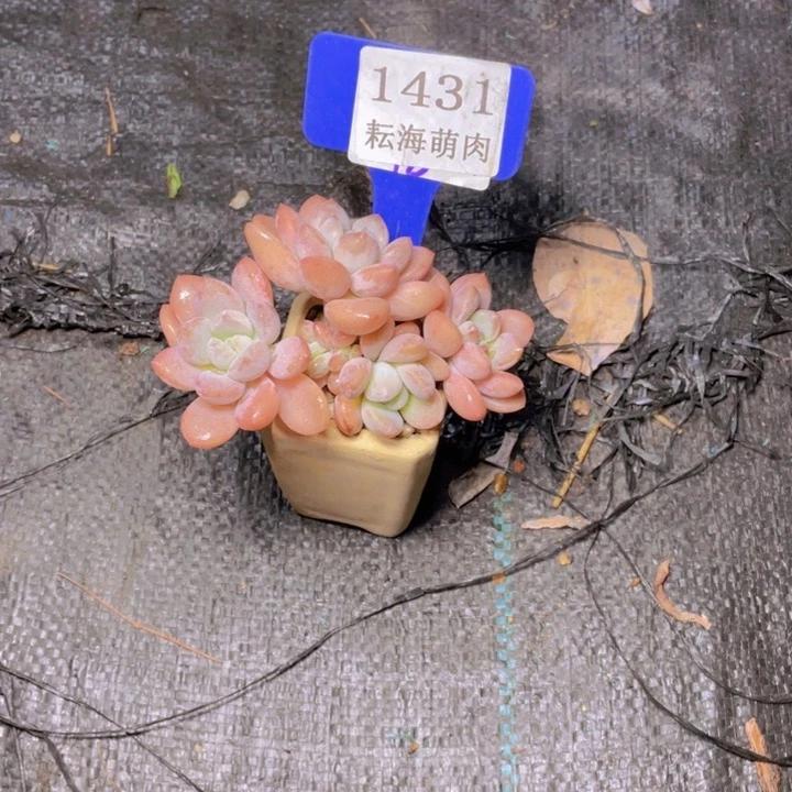 N***c白鹭1431多肉植物带盆