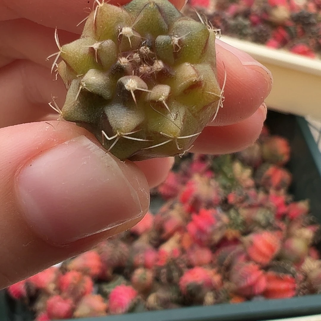 52 好看的米哈冲冲冲