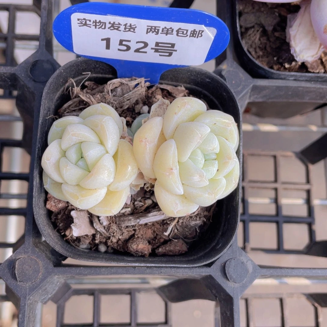 152号 珍妮奶油翠玉双头一个