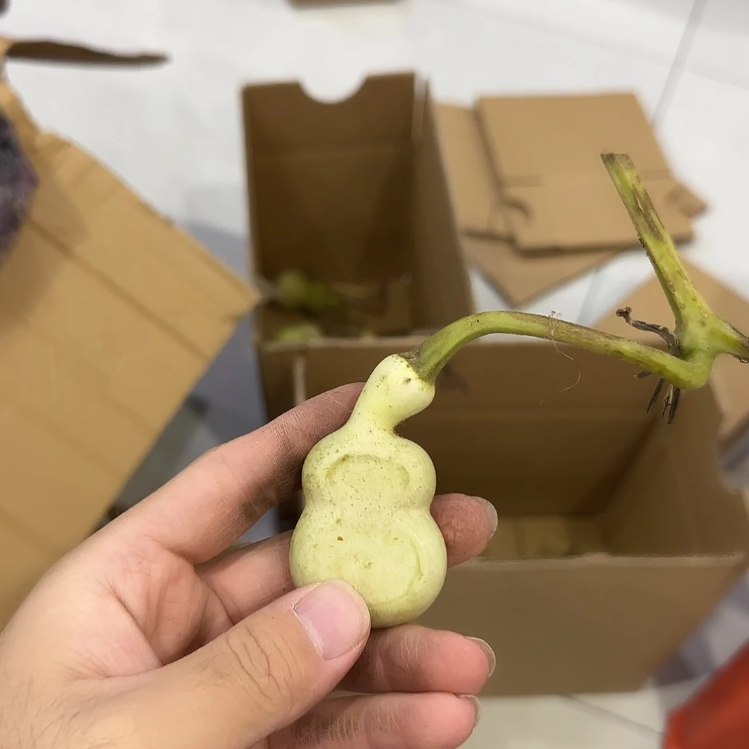 B***8葫芦青皮不包成 提前看好
