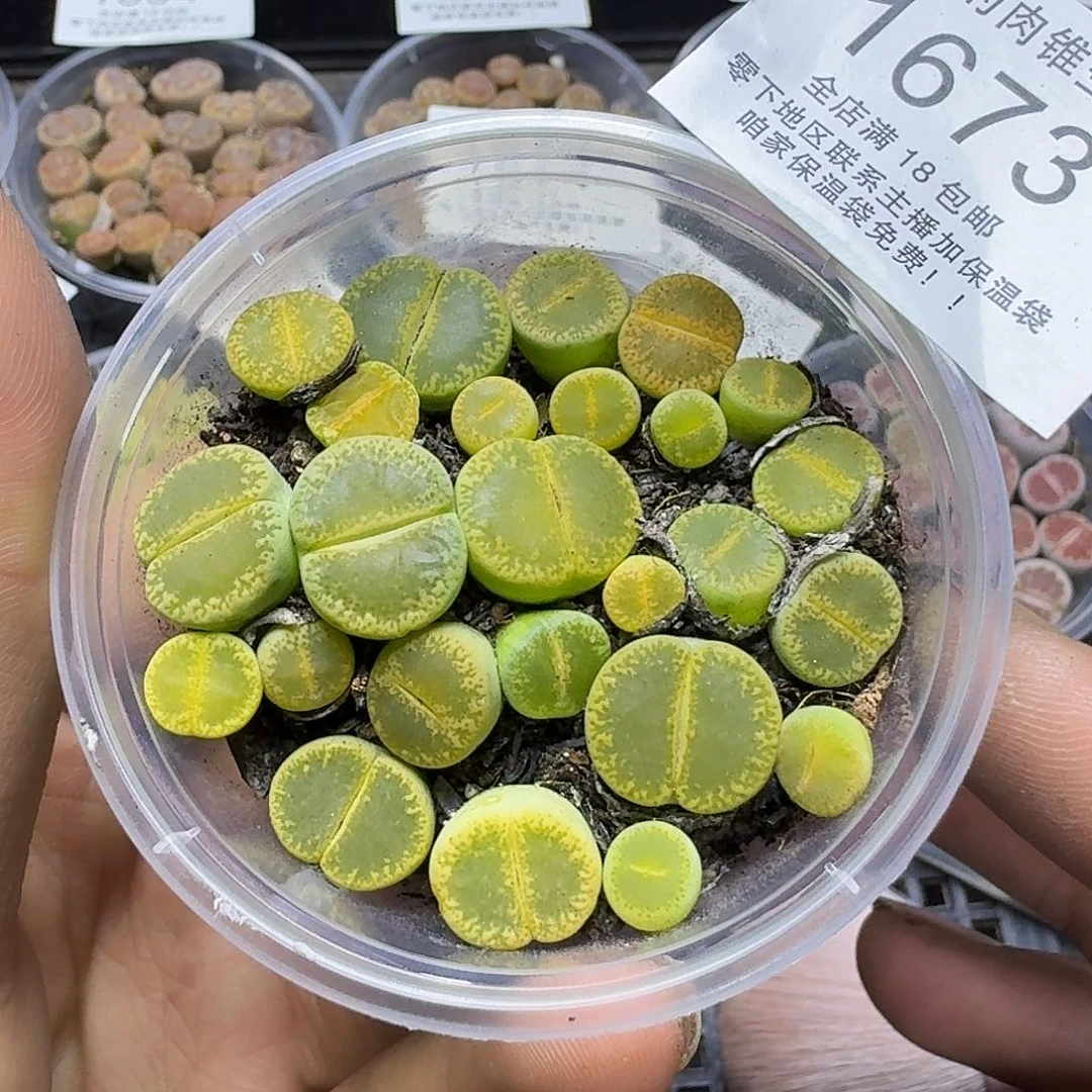 1673 哈哈哈哈哈哈哈哈哈