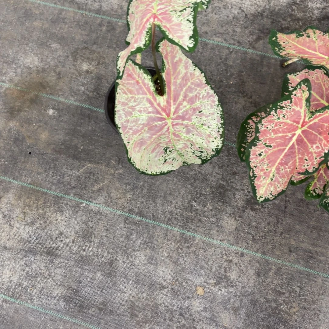 王****无花朵              689芭蕾不包售后