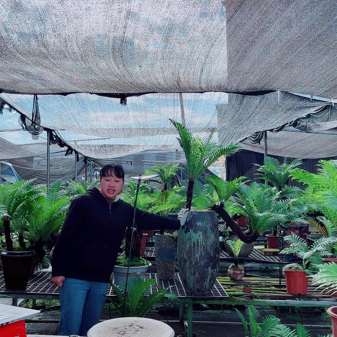 ****白无花朵富贵蕨老桩盆景222333