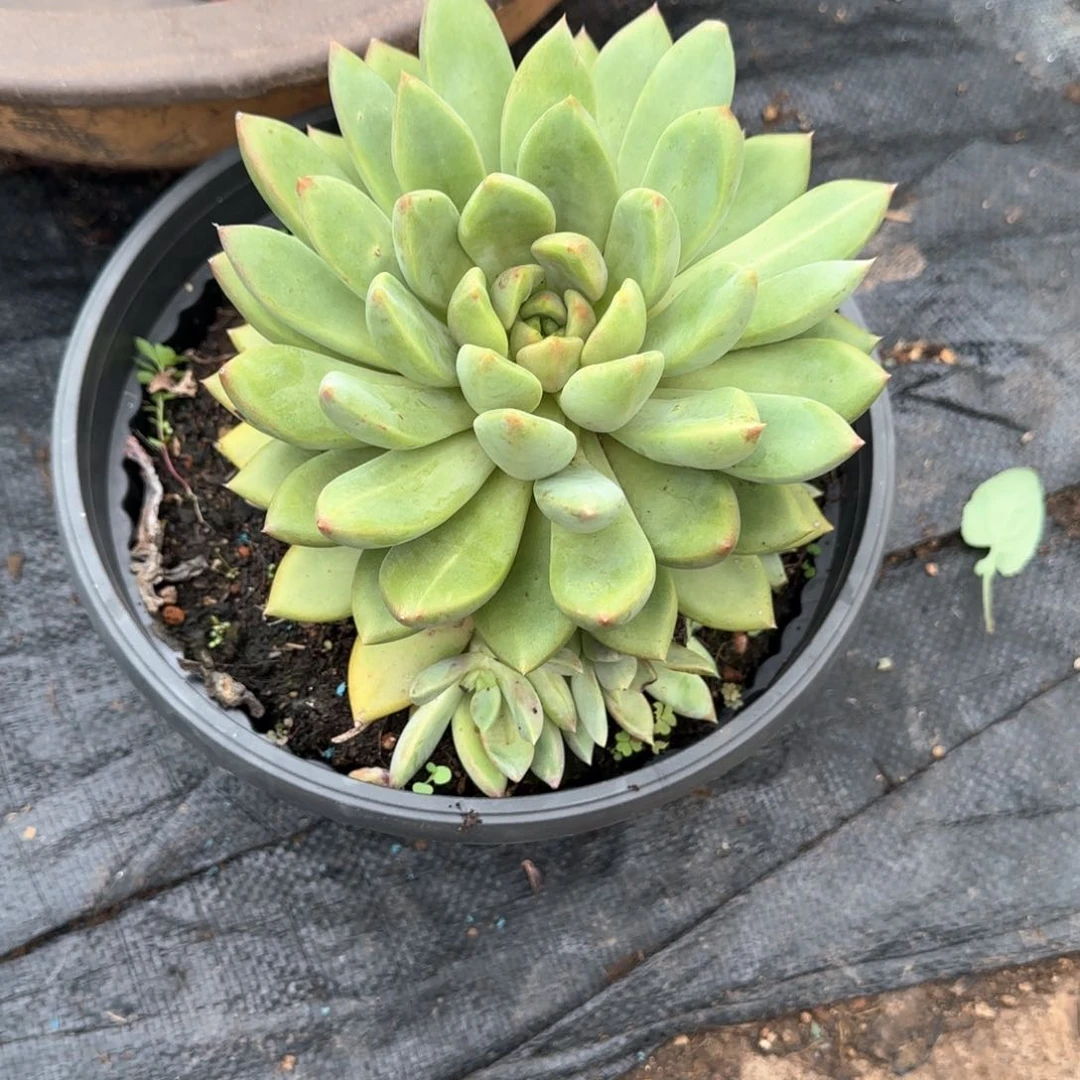 多肉植物多肉植物