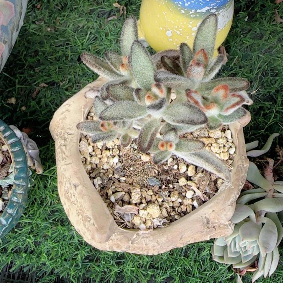 y***梦无花朵泰迪熊不要盆