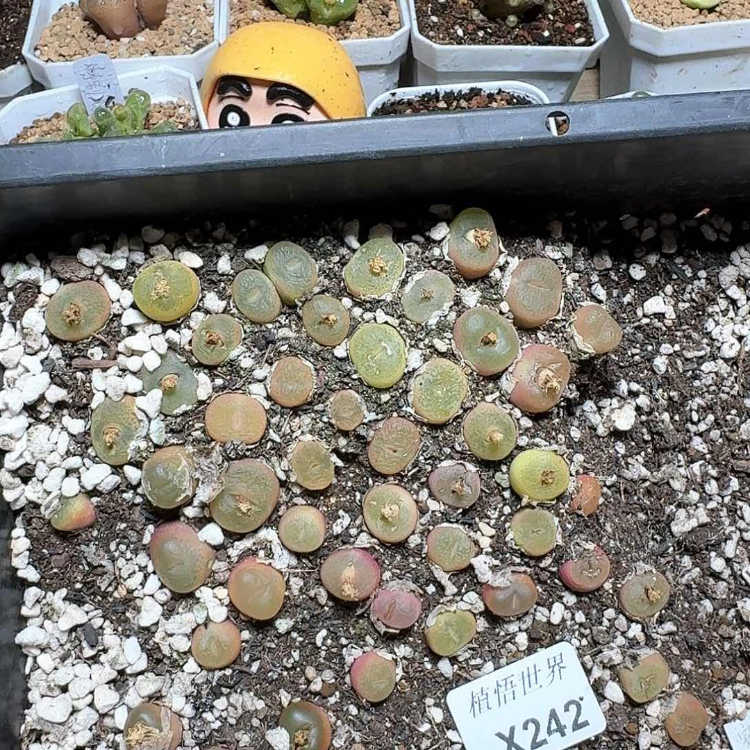 米**?242盒多肉植物哇c g